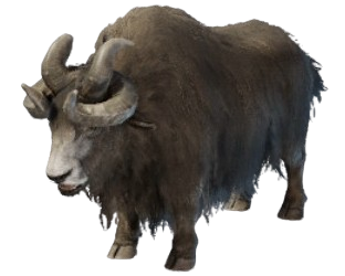 Shaggy yak with curved horns