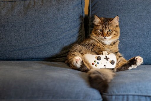 Cat holding Xbox controller